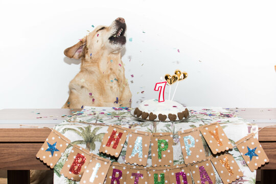 Perro disfruta de su tarta de cumpleaños 