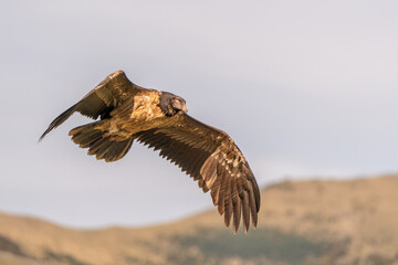 Obraz na płótnie Canvas Young bearded vulture flying with the mountain in the background