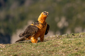 Adult bearded vulture swallowing a bone