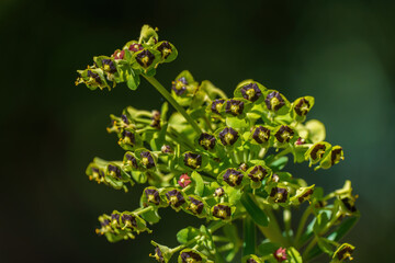 Green plant in spring with blur background