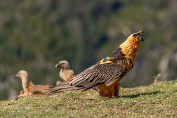 Adult bearded vulture swallowing a bone