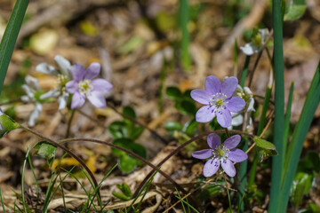 Blue and pink flower with white pistils in spring foreground