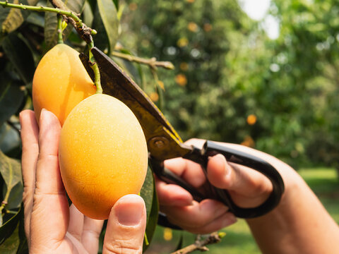 Asian farm man is checking his sour and sweet fruit called Marian Plum or Thai Plango or Marian Mango, of Plum Mango in his outdoors fruit garden