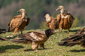 Obraz premium Young Bearded Vulture eating a bone among griffon vultures
