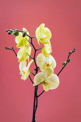 Flowers of yellow Orchid Sahara phalaenopsis on pink background. Beautiful home plants. Selective focus. Copy space for your text.