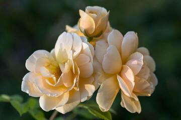 Yellow flowers of Rosa Golden Celebrations in garden