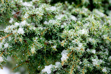 Coniferous plant in winter covered with snow, close up.