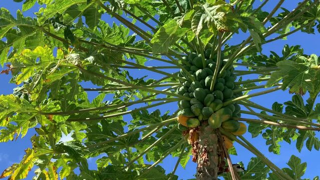 Papaya tree under the blue sky on the blue earth growing in the