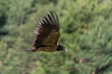 Obraz premium Young Bearded Vulture in flight with out-of-focus forest background