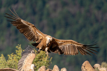 Griffon vulture landing with wings outstretched in foreground