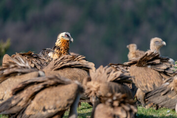 Adult Bearded Vulture watching and perched among griffon vultures