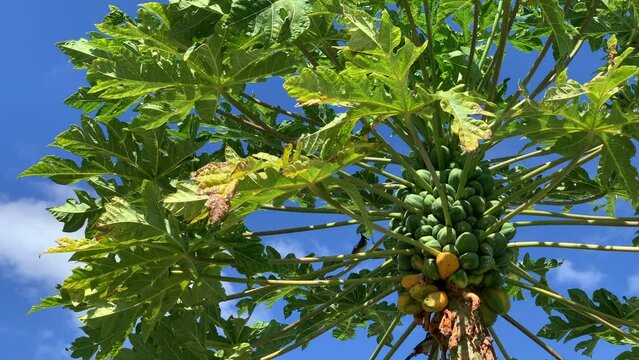 Papaya fruit tree with a bird in the branch