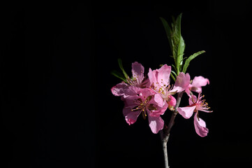Pink Cherry Blossoms with Black Bacground - 595834717
