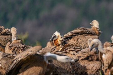 Adult Bearded Vulture watching and perched among griffon vultures