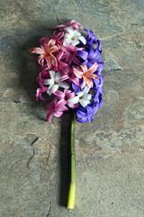 Colorful Hyacinth Flowers On Stone Background - 595834736