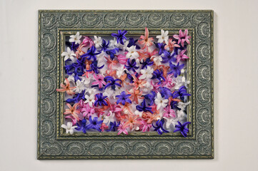 Spring Frame Colorful Hyacinth Flowers