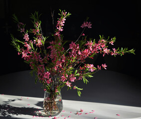Pink Cherry Blossoms in vase with Black Bacground - 595834763