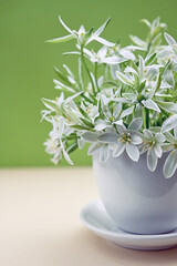 White flowers of Ornithogalum umbellatum or Star of Bethlehem - 595834790