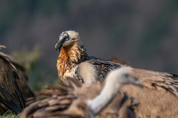 Adult Bearded Vulture watching and perched among griffon vultures