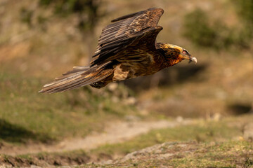 Adult Bearded Vulture flying close-up in the foreground