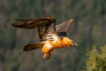 Adult Bearded Vulture flying through the trees
