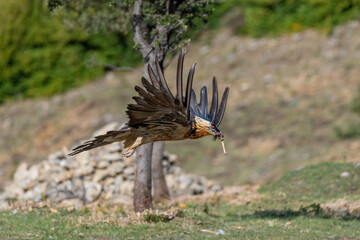 Adult Bearded Vulture with a bone in its beak and flying through trees