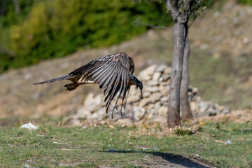 Obraz premium Adult Bearded Vulture with a bone in its beak and flying through trees