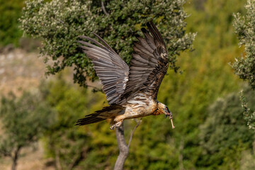 Adult Bearded Vulture with a bone in its beak and flying through trees