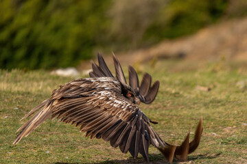 Adult bearded vulture flying very close to the ground