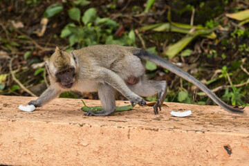 Macaque monkeys looking for food in Mauritius island - 595836113