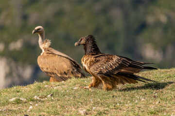 Young Bearded Vulture perched on the grassy ground with a griffon vulture in the background