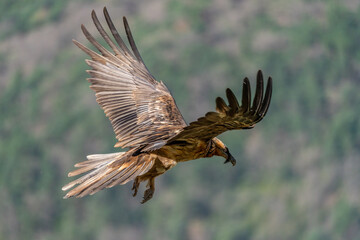 Young Bearded Vulture flying with brown open wings