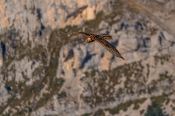 Adult Bearded Vulture flying and looking between rocky canyons