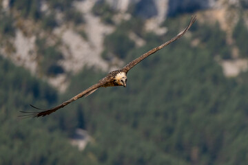 Adult Bearded Vulture flying with out-of-focus mountain in the background