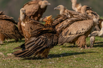 Adult Bearded Vulture watching and perched among griffon vultures