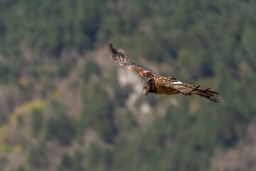 Young Bearded Vulture flying with out-of-focus mountain in the background