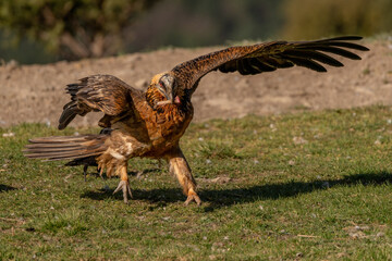 Adult Bearded Vulture starting flight with a bone in its beak