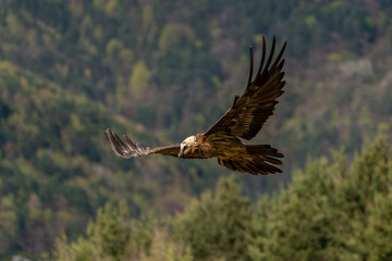 Obraz premium Adult Bearded Vulture flying with the forest in the background