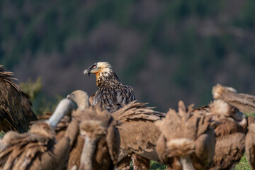 Adult Bearded Vulture perched with vultures around it