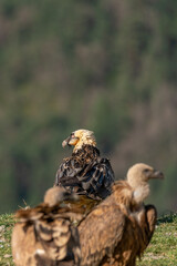 Adult bearded vulture perched on the ground among griffon vultures