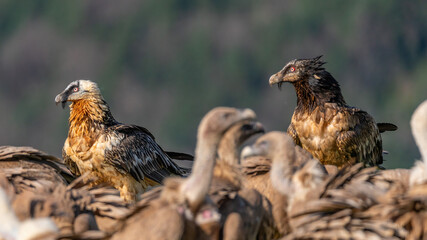 Pair of adult Bearded Vultures perched with vultures around them