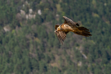Adult Bearded Vulture flying with the forest in the background