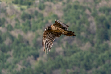 Young Bearded Vulture flying with the forest in the background