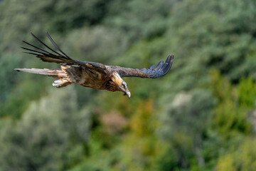 Adult Bearded Vulture flying with out-of-focus background