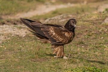 Young Bearded Vulture perched on grassy ground