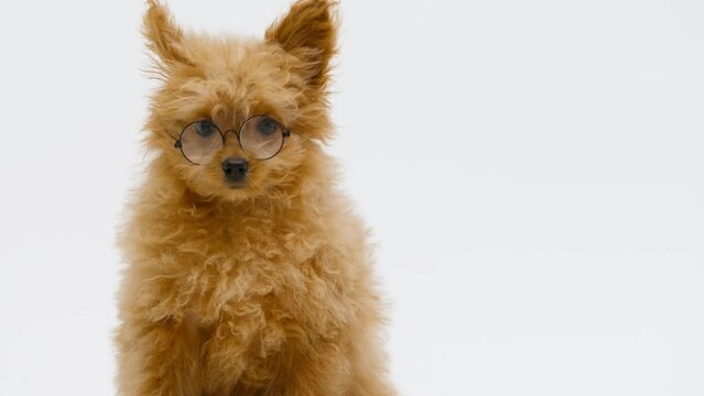 Golden Cockapoo puppy laying down isolated against a white background