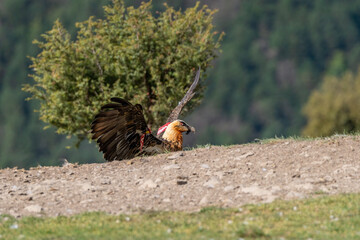 Adult Bearded Vulture perched on the horizon with open wings