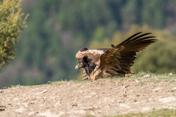 Young Bearded Vulture perched on the horizon with open wings