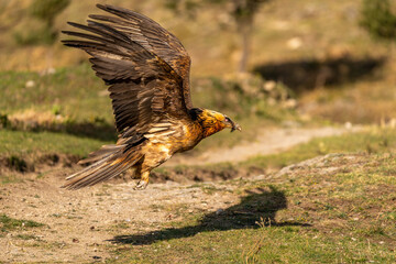 Adult Bearded Vulture initiating flight close to the ground