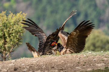 Pair of young bearded vultures perched on the horizon with their wings open